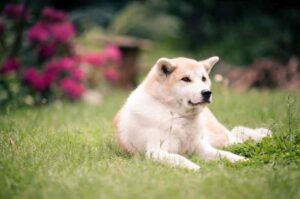 Акита-ину все о породе