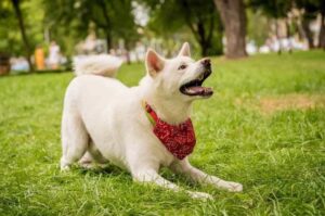 Акита-ину белого окраса