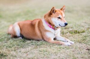 Собака акита-ину лежит на траве