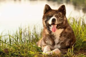 Собака акита-ину