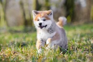 Щенок акита-ину