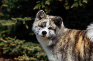 Красивая собака акита-ину