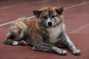 Пёс: акита-ину