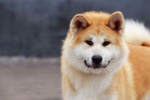 Собака японской породы акита-ину