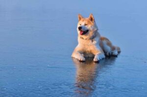 Акита-ину лежит на льду