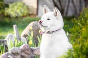 Акита-ину белого окраса