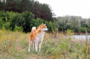 Японская собака акита-ину