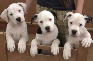 Щенята американского бандога Щенки породы американский бандог