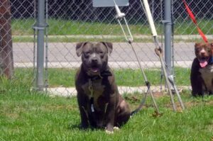 Два американских бандога Американские бандоги