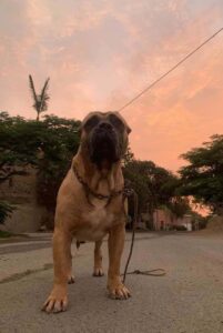 Американский бандог на фоне заката Бандог американский на фоне заката