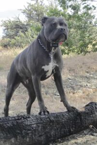 Американский бандог серого окраса Серый американский бандог фото