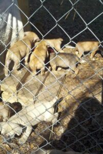 Щенки американского бандога Щенки американского бандога в вольере