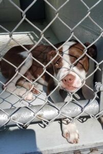 Щенок американского бандога в вольере Щенок бандога американского в вольере