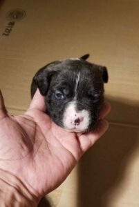 Американский бандог щенок Щенок американского бандога