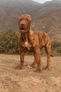 Американский бандог рыжего окраса Американский бандог фото