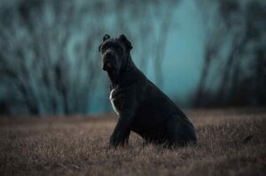 Бандог американский Черный бандог американский