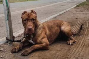 Бандог американский Бандог американский цепная собака