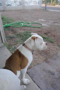 Собака американский бандог Бандог американский