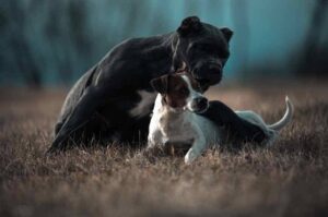 Черный американский бандог с собачкой Американский бандог играет с собачкой