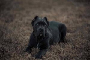 Американский бандог черного окраса Американский бандог черного цвета