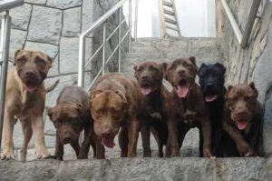 Американские бандоги Бандоги американские