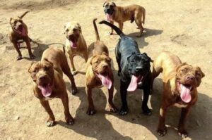 Свора американских бандогов Свора бандогов американских