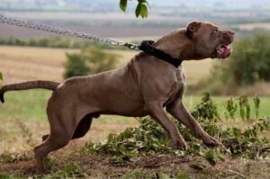 Агрессивный американский бандог Злой американский бандог