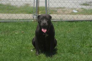 Черный американский бандог Американский бандог черного окраса