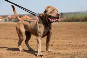 Американский бандог Порода американский бандог