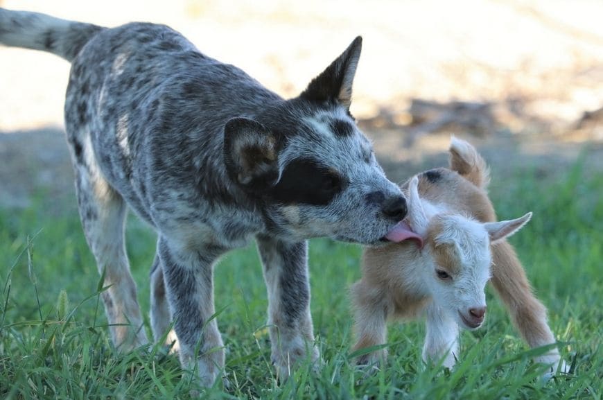 Щенок австралийской пастушьей собаки 