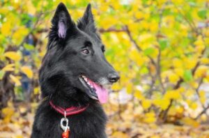 Бельгийская овчарка грюнендаль фото
