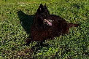 Овчарка грюнендаль