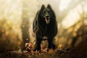 Бельгийская овчарка грюнендаль агрессия