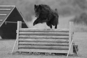 Дрессировка бельгийской овчарки грюнендаль