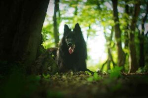 Бельгийская овчарка грюнендаль: фото в лесу