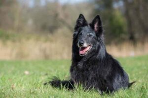 Овчарка грюнендаль фото