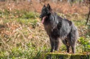 Красивый пес грюнендаль