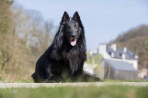 Бельгийская овчарка грюнендаль фото