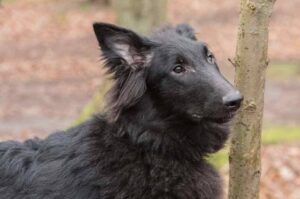 Фото бельгийской овчарки грюнендаль