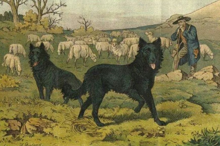 Бельгийская овчарка: происхождение породы 