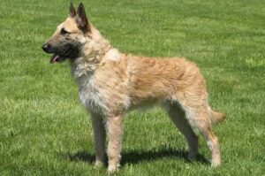 Бельгийская овчарка лакенуа: характер