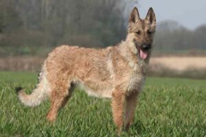 Овчарка лакенуа