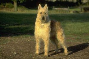 Бельгийская овчарка лакенуа: фото