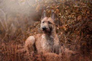 Овчарка лакенуа в осенней листве