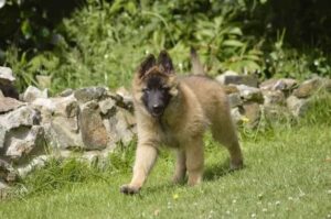 Бельгийская овчарка лакенуа щенок