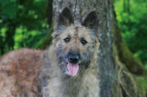 Бельгийская овчарка лакенуа