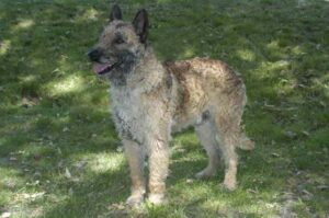 Красивая бельгийская овчарка лакенуа