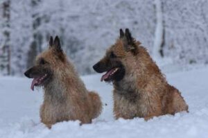 Две бельгийских овчарки лакенуа в снегу