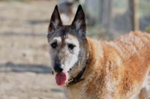 Фото бельгийской овчарки лакенуа