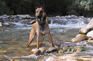Овчарка малинуа на берегу горной реки